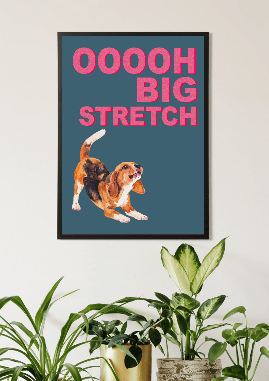 Big Stretch Beagle / Blue