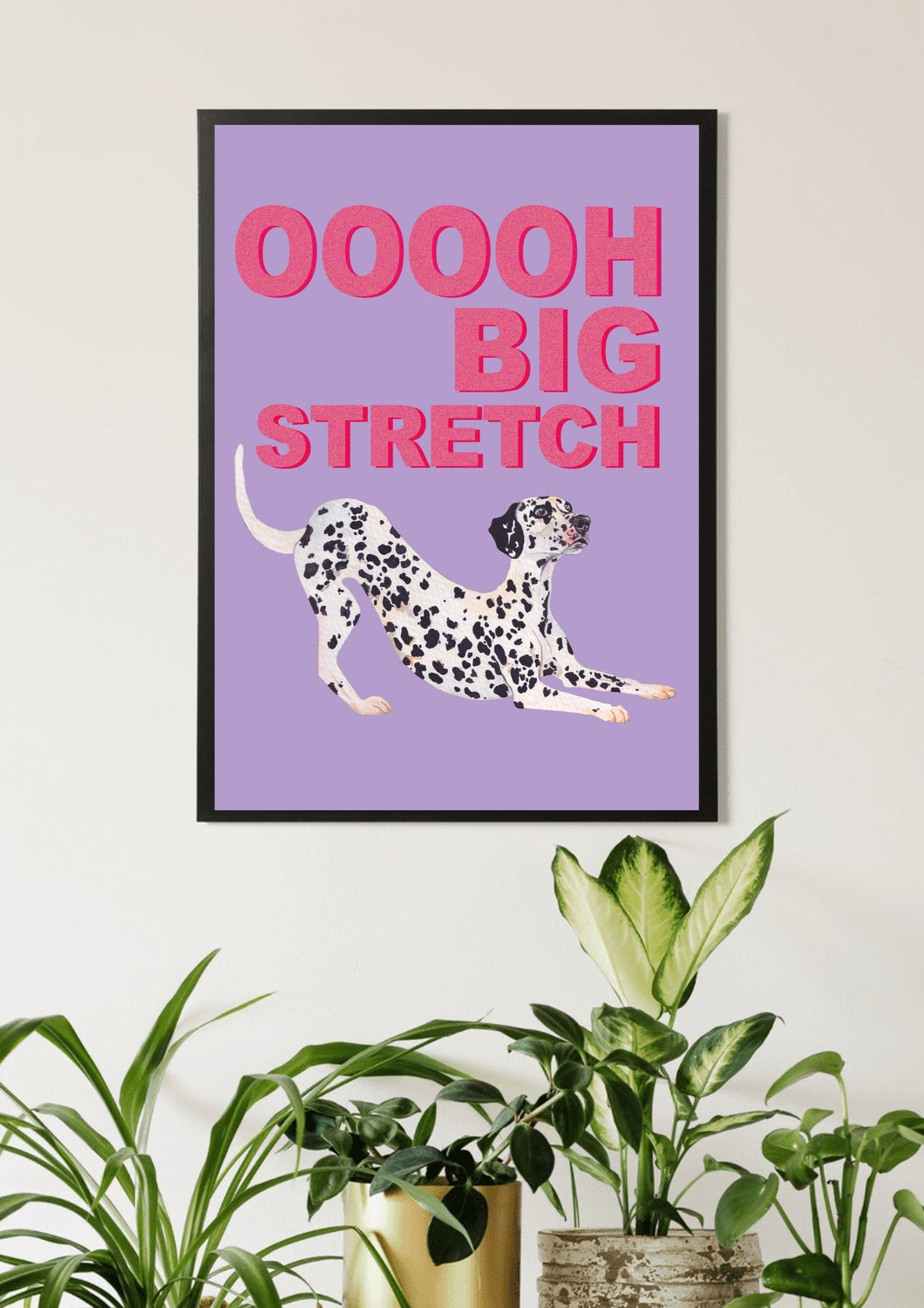 Big Stretch Dalmatian / Lilac